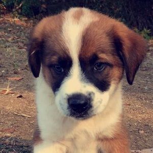 Meet your Posher, Stella